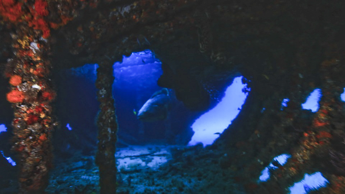 Great Dive Classes for Diving in Florida